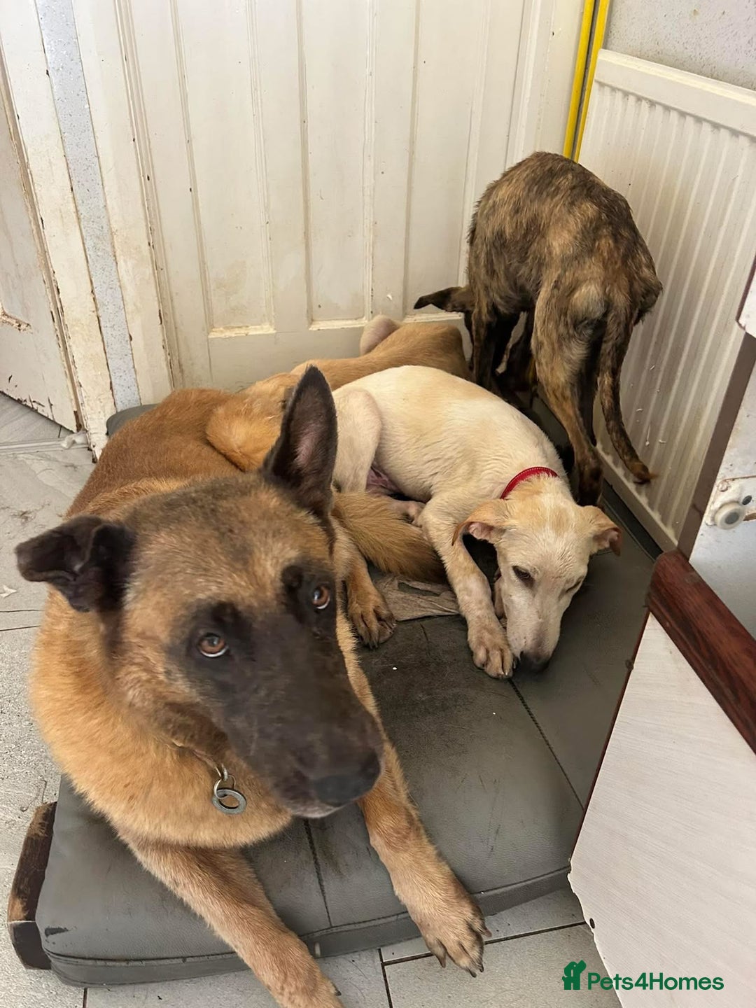 Mixed Breed dogs for adoption: Cheddar - Norwich Norfolk  - Image 6