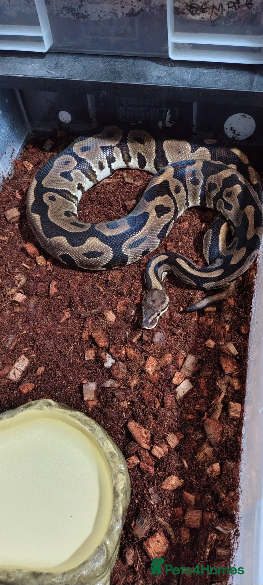 Python Snake reptiles Sugar leopard het clown ball python  - Advert 2