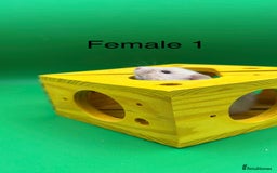 Hamster rodents for sale: Adorable baby Syrian hamsters  - Image 2