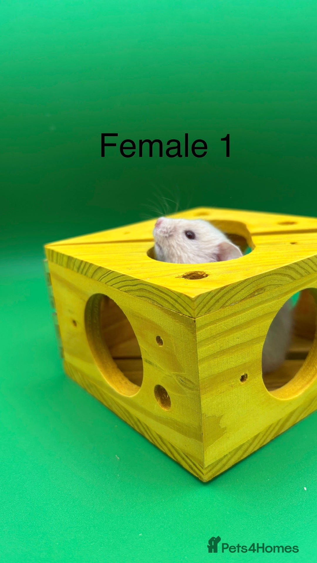 Hamster rodents for sale: Adorable baby Syrian hamsters  - Image 2