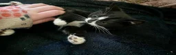 Mixed Breed cats for sale: Beautiful black & white kittens ready to go!  - Advert 4