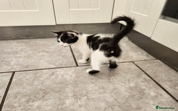 Domestic Shorthair cats for sale: 5 kittens ready for a new home  - Image 8