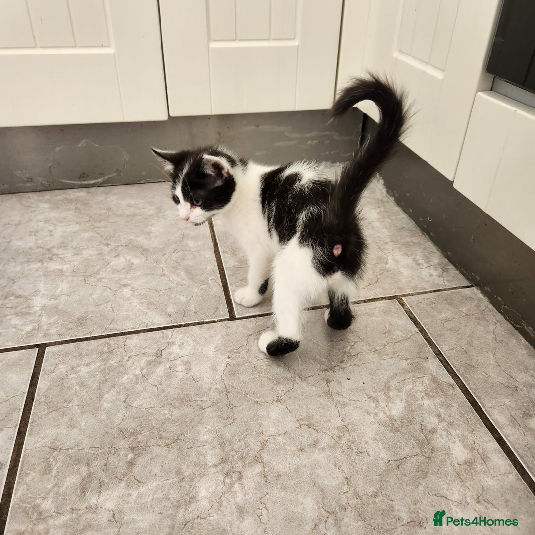 Domestic Shorthair cats for sale: 5 kittens ready for a new home  - Image 8