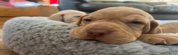 Hungarian Vizsla dogs for sale: Crufts Best in Show & Elite working Bloodlines - Advert 32