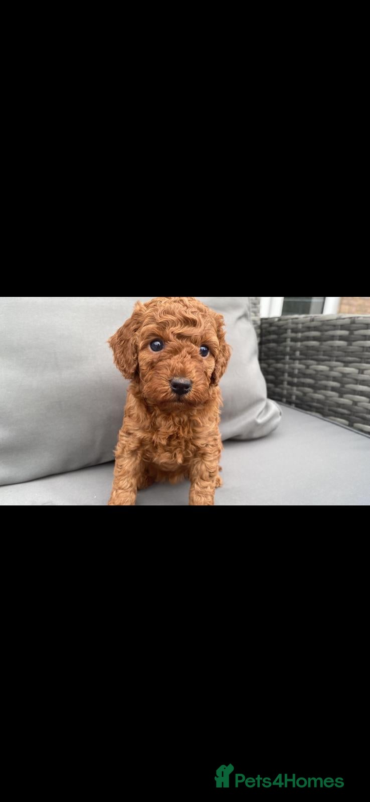 Miniature Poodle dogs Reduced Deep red extensively health tested poodles - Advert 3