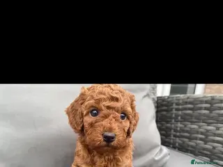 Miniature Poodle dogs Reduced Deep red extensively health tested poodles - Advert 3