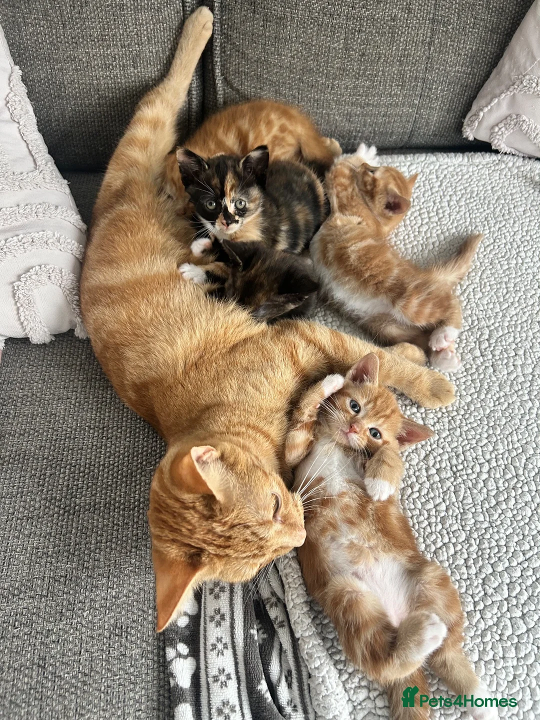 British Shorthair cats for sale: 4 beautiful kittens for sale  - Advert 2