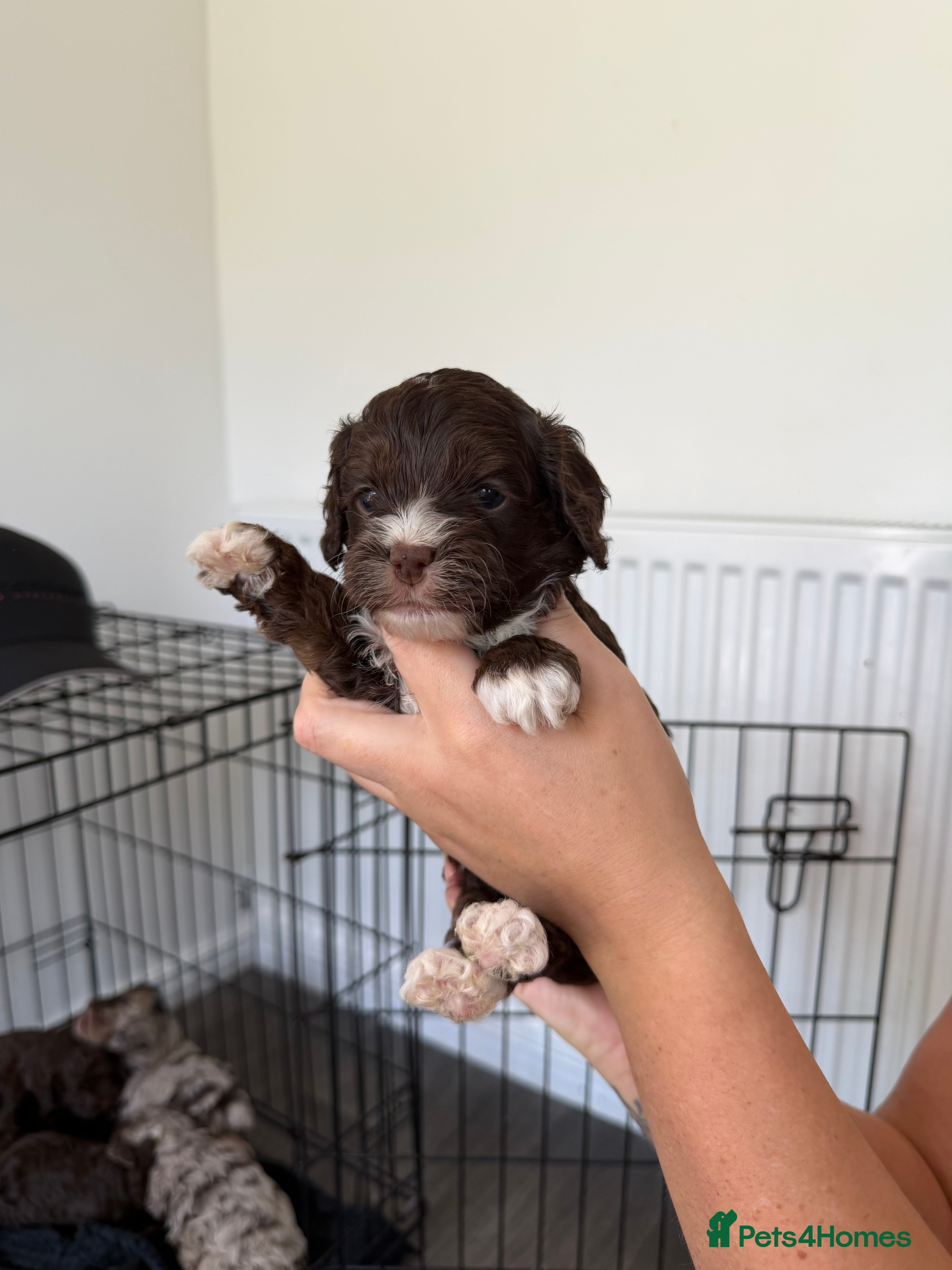 Cockapoo dogs Beautiful yankiepoo puppies - Advert 2