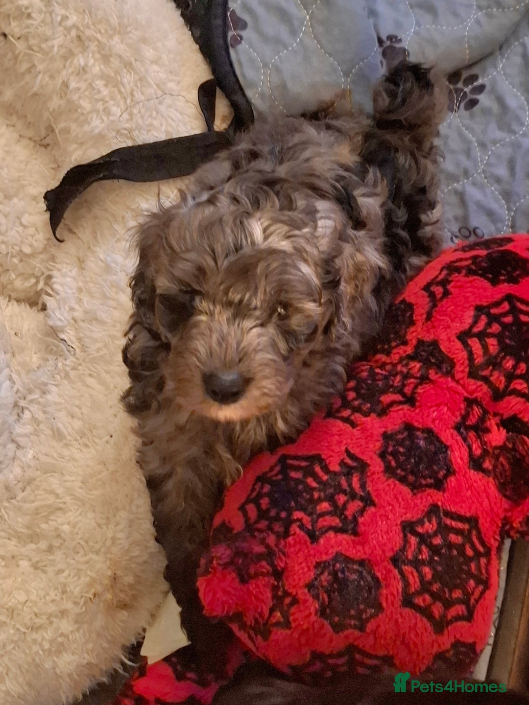 Cockapoo dogs for sale: Gorgeous Cockapoos Health Tested Parents - Image 5