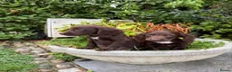 Cocker Spaniel dogs for sale: Cocker spaniel puppies  - Advert 12