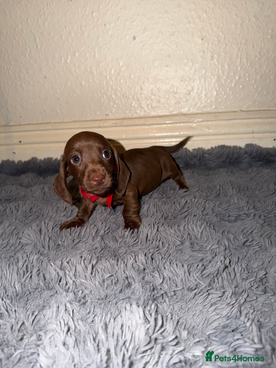 Dachshund dogs for sale: Dachshund Puppies Available 🐾 - Advert 28