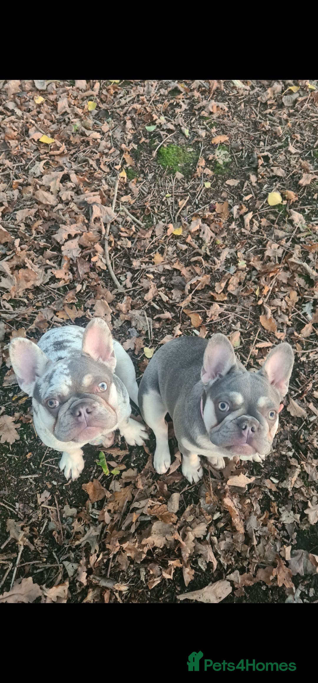 French Bulldog dogs for sale: French Bulldog Bitch KC Registered - 2 years old - Image 7