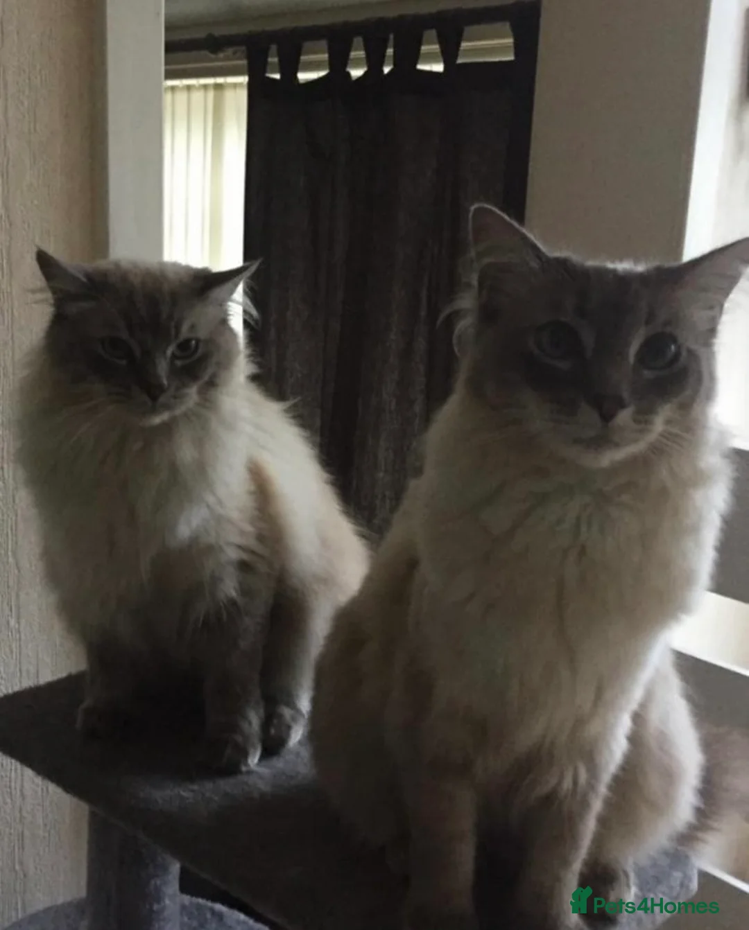 Ragdoll cats for sale: Two Male Adult Ragdolls (Together) - Advert 1