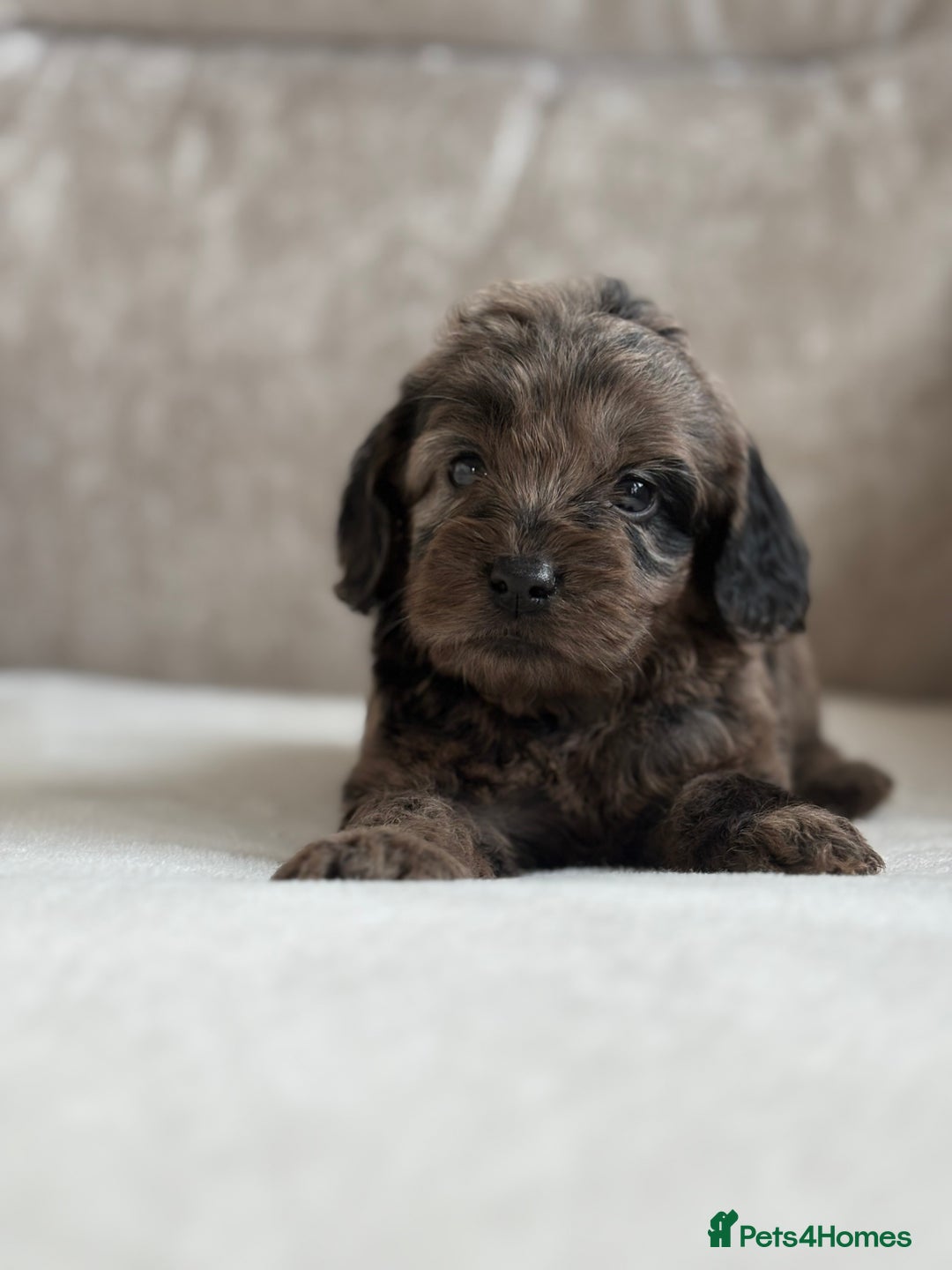 Cockapoo dogs for sale: 😍😍 F1 cockapoo puppies 😍😍 - Image 7