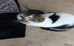 Mixed Breed cats for sale:  **  Moggy Cat - Advert 3