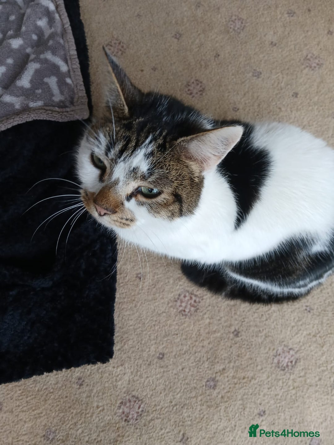 Mixed Breed cats for sale:  **  Moggy Cat - Advert 3