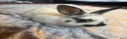 Mixed Breed rabbits for sale: 2 gorgeous bunnies for sale in Nottingham - Advert 3