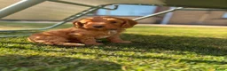 Cockapoo dogs for stud: Stunning Fully Health Tested F2b Cockapoo Proven ! - Advert 6