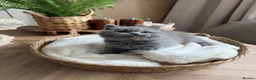 British Shorthair cats for sale: Chunky British Short Hair Kittens  - Advert 10