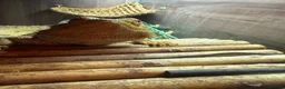 Bearded Dragon reptiles for sale: Female Bearded dragon + full setup in Brackley - Advert 6