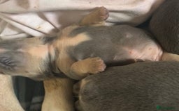 Mixed Breed dogs for sale: Puppies for sale  - Image 1