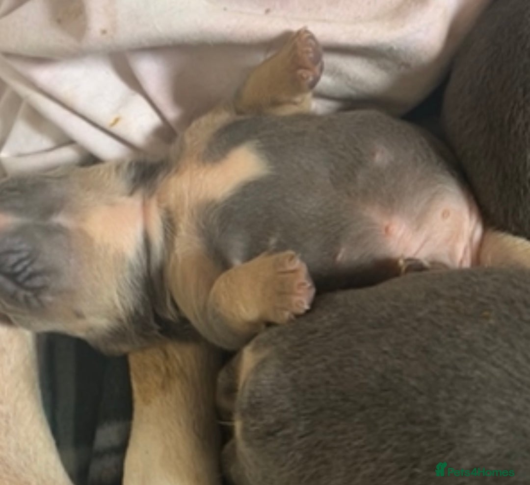 Mixed Breed dogs for sale: Puppies for sale  - Image 1
