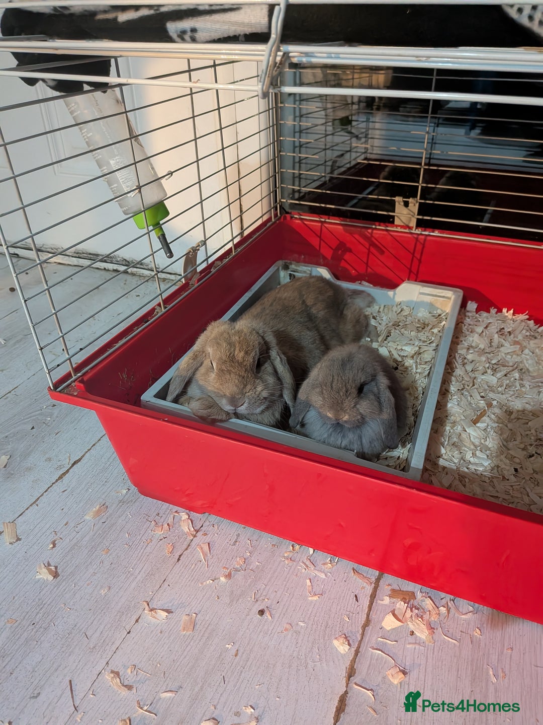 Mini Lop rabbits for sale: Baby mini lops ready for their forever homes - Advert 13