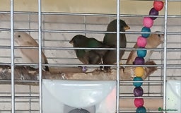 Finches birds for sale:  Finches=Red throated parrotfinchs  - Image 11