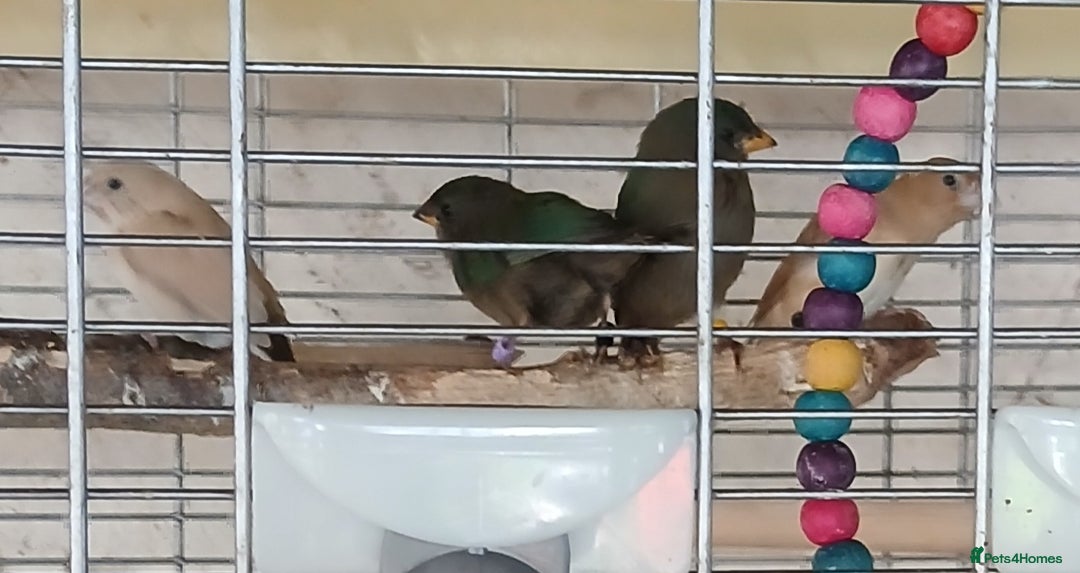 Finches birds for sale:  Finches=Red throated parrotfinchs  - Image 11