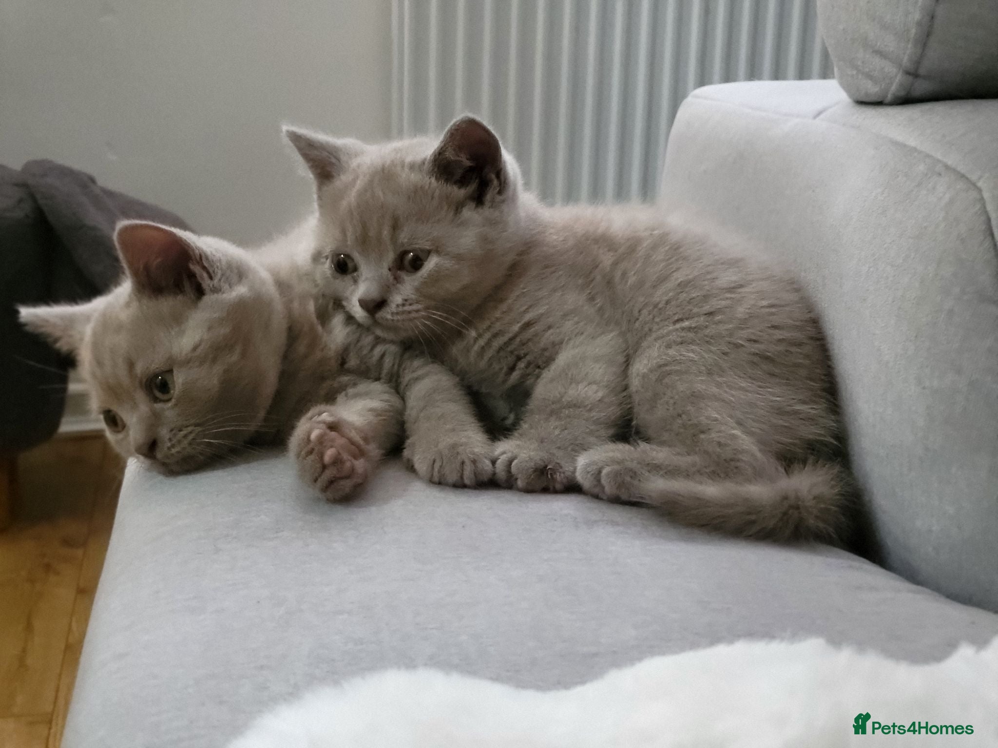 British Shorthair cats British Shorthair kittens - Advert 12
