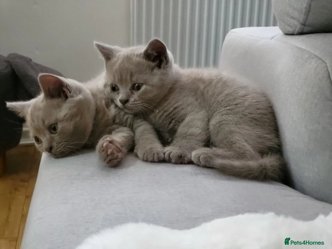 British Shorthair cats for sale: British Shorthair kittens - Advert 1