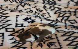 Shih Tzu dogs for sale: 5 stunning kc registered shih tzu pups - Image 6