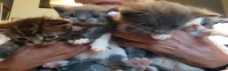 Mixed Breed cats for sale: Kittens  in Stourbridge - Advert 4