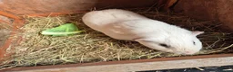 Guinea Pig rodents for sale: Gary the Guinea Pig - Advert 2