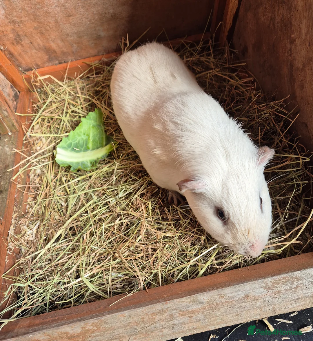 Guinea Pig rodents for sale: Gary the Guinea Pig - Advert 2