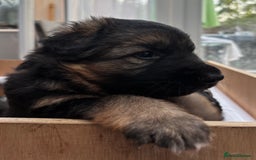 German Shepherd dogs for sale: Stunning long haired German shepherd puppies  - Image 5