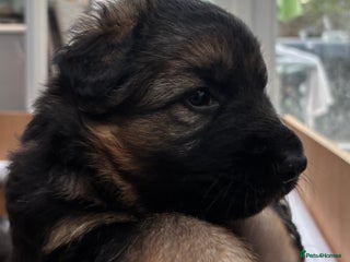 German Shepherd dogs - Advert 17