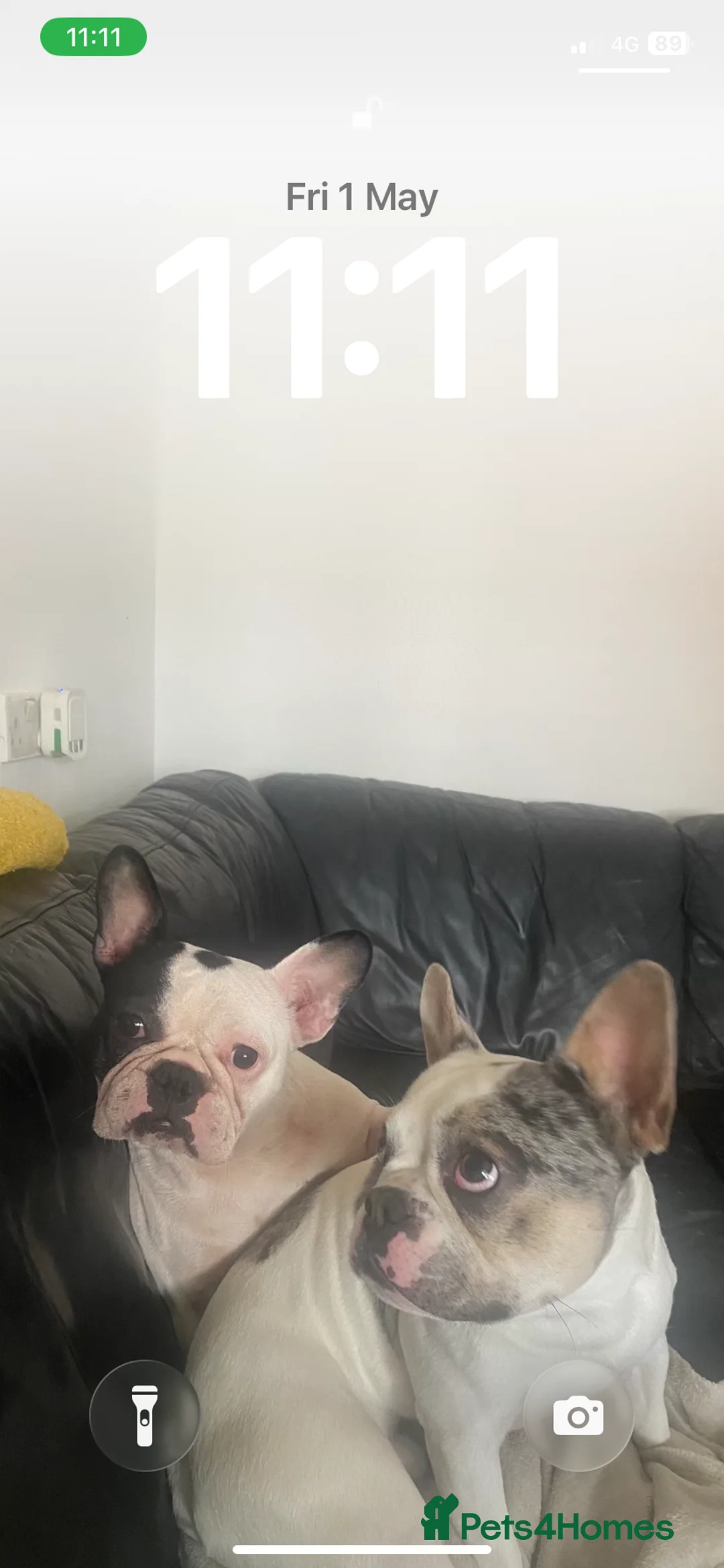 French Bulldog dogs for sale: French Bulldog Puppies  - Advert 4