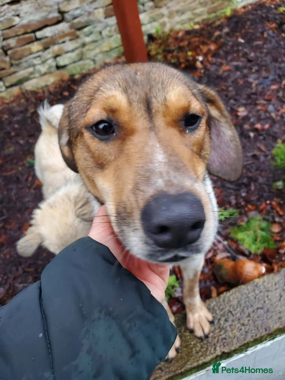 Mixed Breed dogs for adoption: Meet Nell, currently residing in Yorkshire  - Advert 4