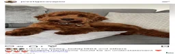 Cavapoo dogs for sale: Extensively Health Tested Cavapoo Puppies🏆 - Advert 11