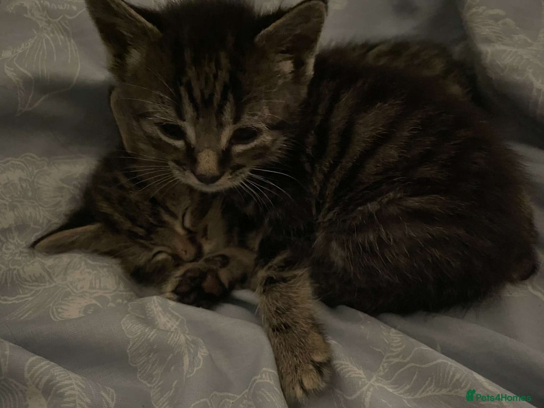 British Shorthair cats for sale: BEAUTIFUL BRITISH SHORT HAIRS - Image 6