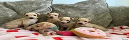 Italian Greyhound dogs for sale: 🏡 Italian greyhound puppies ready soon 🏡 - Advert 26