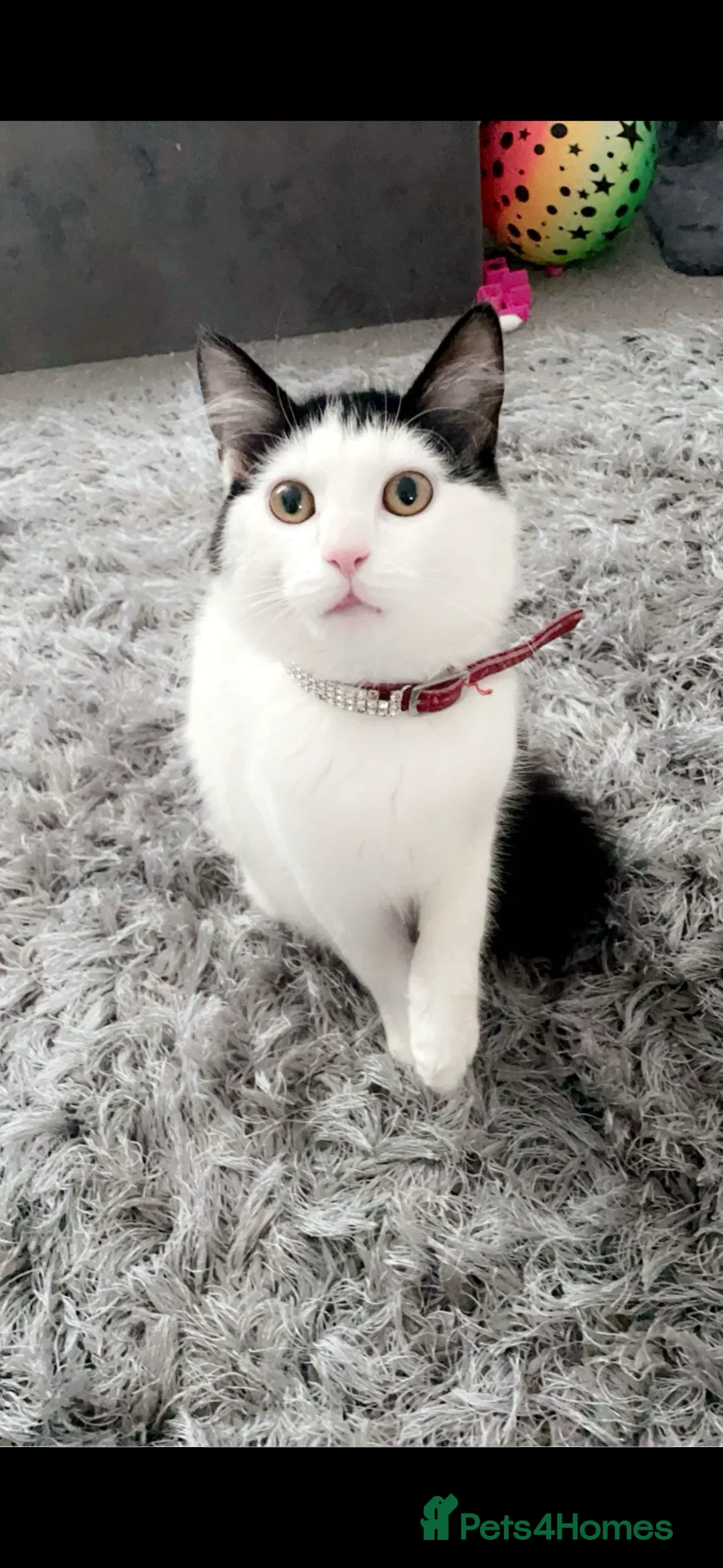 Mixed Breed cats for sale: 3 kittens for sale  - Advert 17