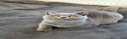 British Shorthair cats for sale: Gccf registered kittens  - Advert 1