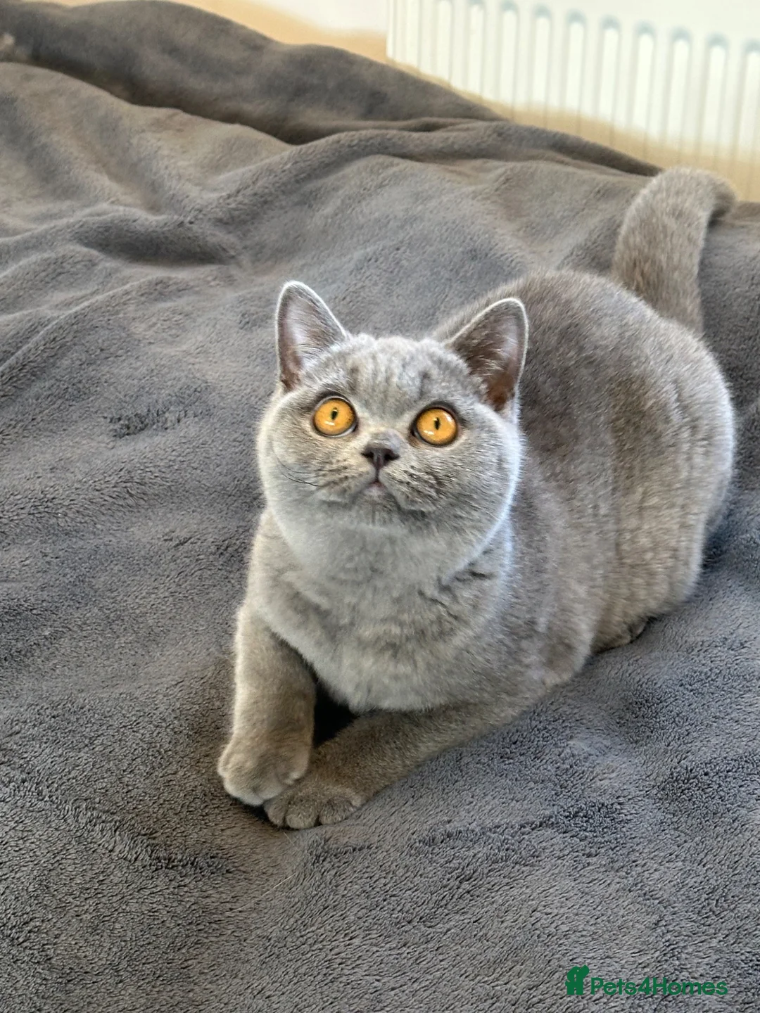 British Shorthair cats for sale: Gccf registered kittens  - Advert 1