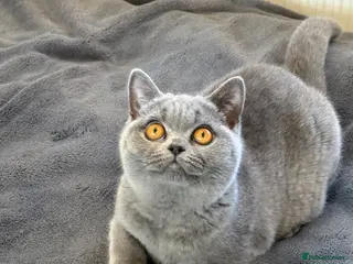 British Shorthair cats for sale: Gccf registered kittens - Advert 2
