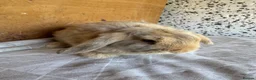 Mini Lop rabbits for sale: mini lop - Advert 9