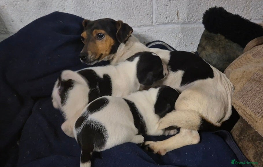 Jack Russell dogs Jackrussel pups  - Advert 1