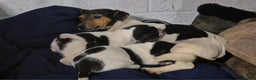 Jack Russell dogs for sale: Jackrussel pups  - Advert 1