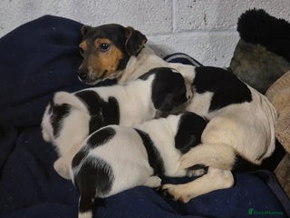 Jack Russell dogs Jackrussel pups - Advert 2
